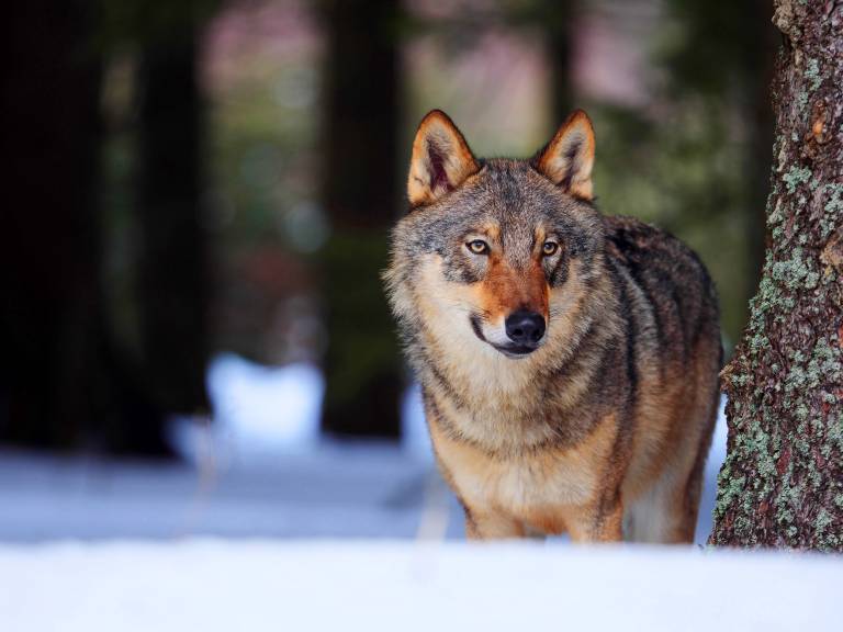 Wolfs-Alarm in deutscher Kleinstadt! Bewohner in Angst - Jeden Tag werden Wölfe im Ort gesichtet