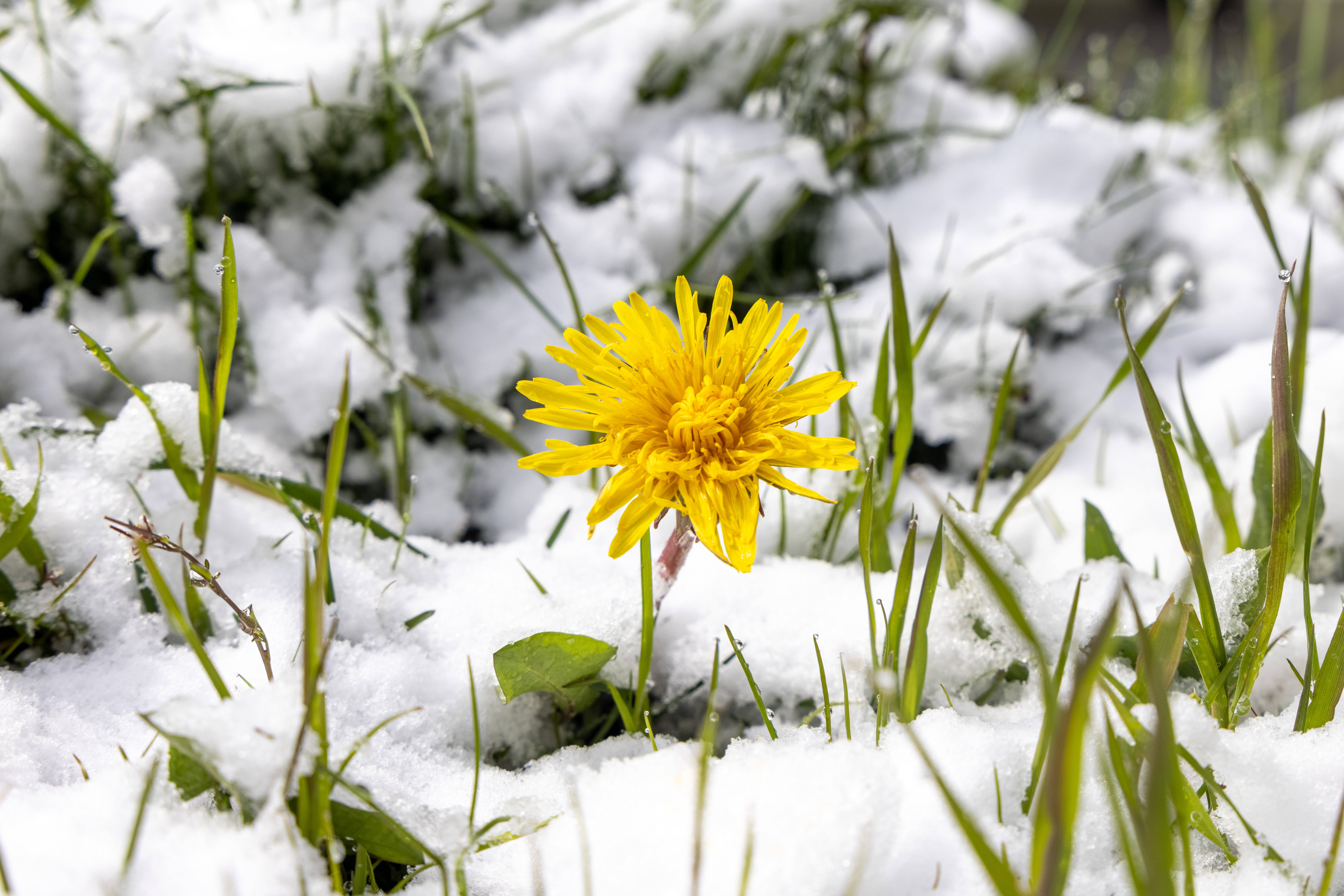 Frost-Hammer zu den Eisheiligen? Temperaturen gehen weiter zurück - jetzt kommt es darauf an!